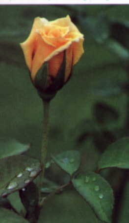 thumbnail of your picture 8